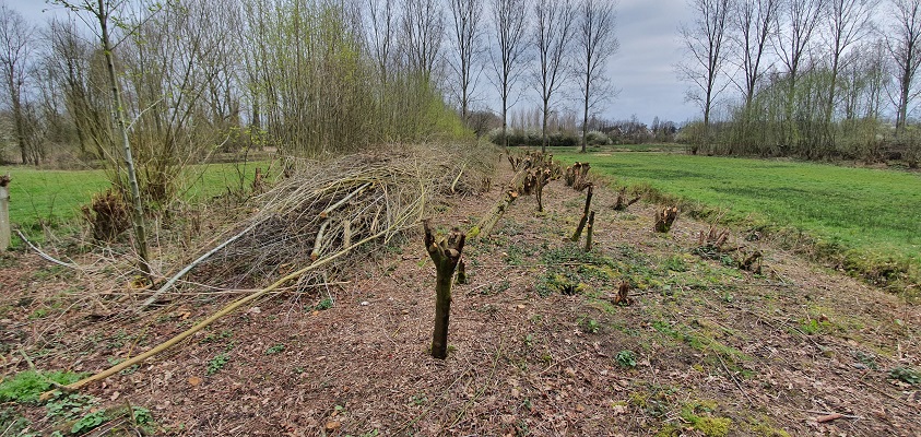 IVN-Wandeling Aanschotse Beemden bij Ekkersrijt in Eindhoven