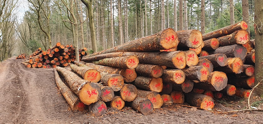 wandeling-erpsepad-mariahout-11 Wandeling over Erpsepad in Mariahout