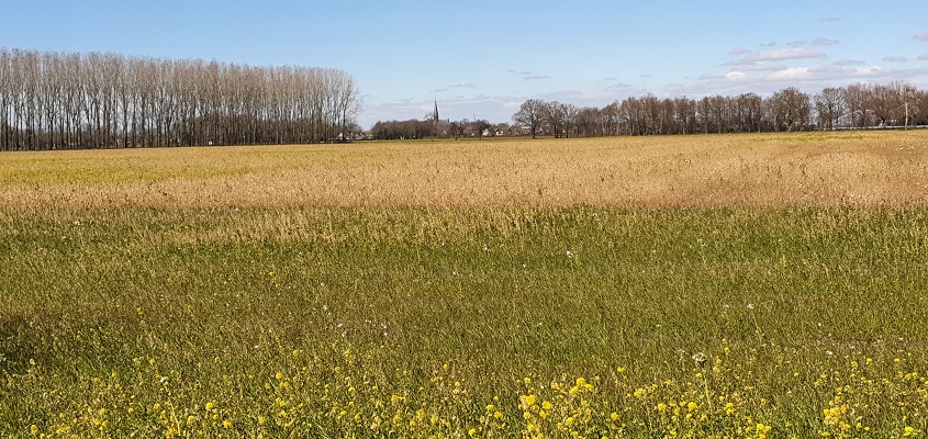 kikkerpad-rijckevoort-13 Wandeling over het kikkerpad in Rijkevoort