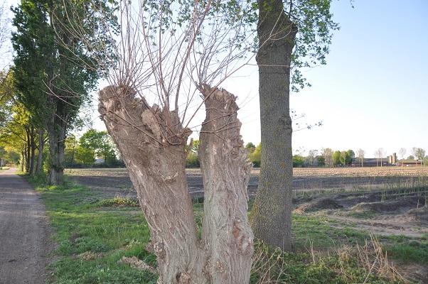 wandeling-maashorstboeren-udens-broek-10
