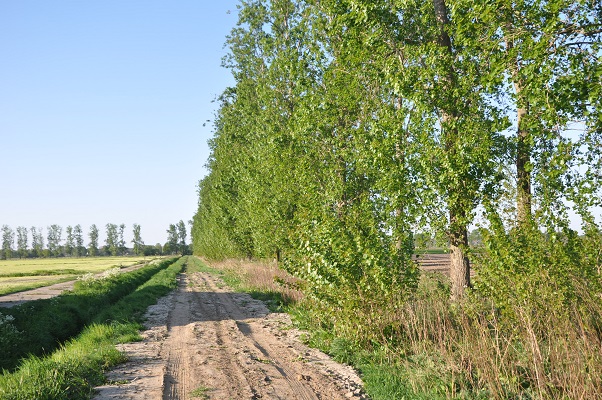 Wandeling door het Udens Broek van de Maashorstboeren
