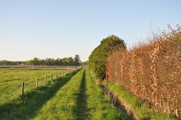 wandeling-maashorstboeren-udens-broek-8 Wandeling door het Udens Broek van de Maashorstboeren