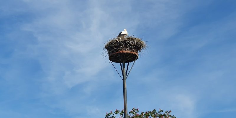 Wandeling over Klompenpad het Rijnstrangenpad bij ooievaarsnest met jong