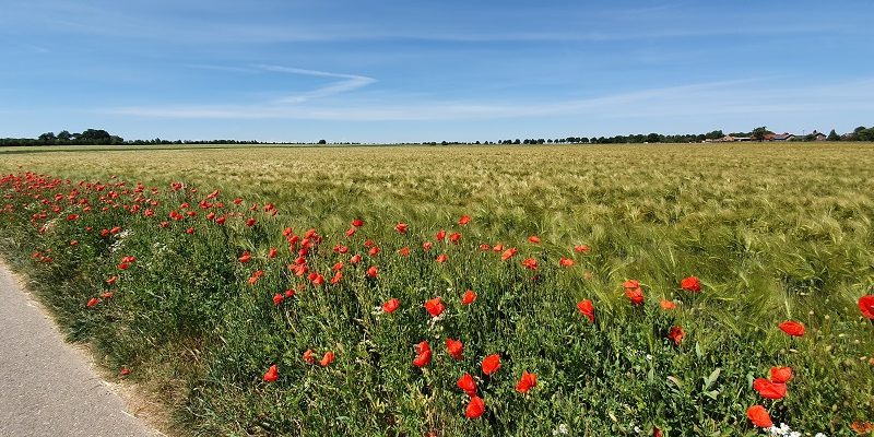 Wandeling uit gids Rondom Zuid Limburg van Susteren naar Schinveld bij klaprozen in graanveld