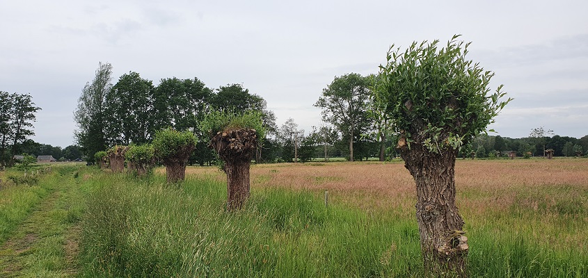 Wandeling over Trage Tocht Bedaf met Rob Wolfs