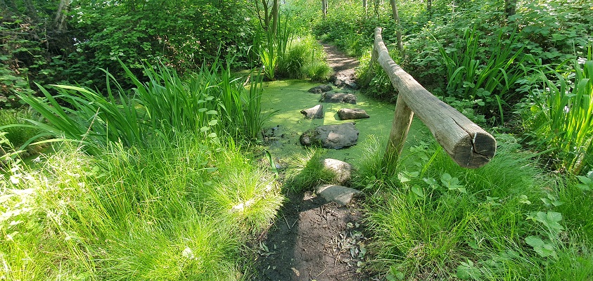 trage-tocht-beegden-19 Wandeling over Trage Tocht Beegden