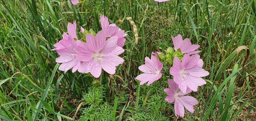 Ommetje Kooldert en Goorse Bossen