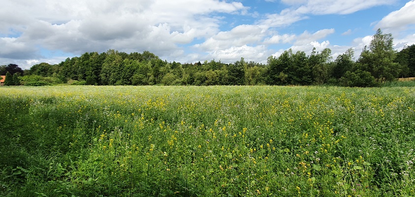 Wandeling over Trage Tocht Afferden