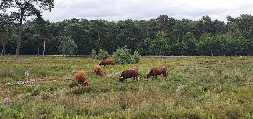 Wandeling over Trage Tocht Afferden bij het Quin