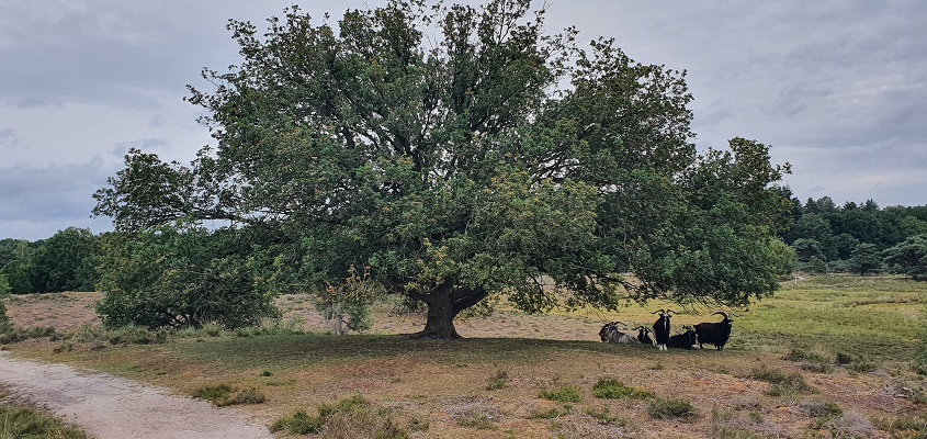 Wandeling over Trage Tocht Afferden bij het Quin