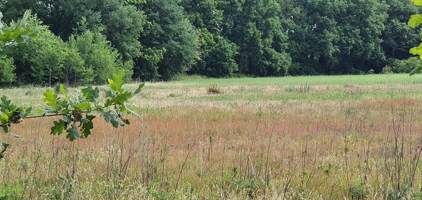 trage-tocht-leudal-18 Wandeling over Trage Tocht Leudal