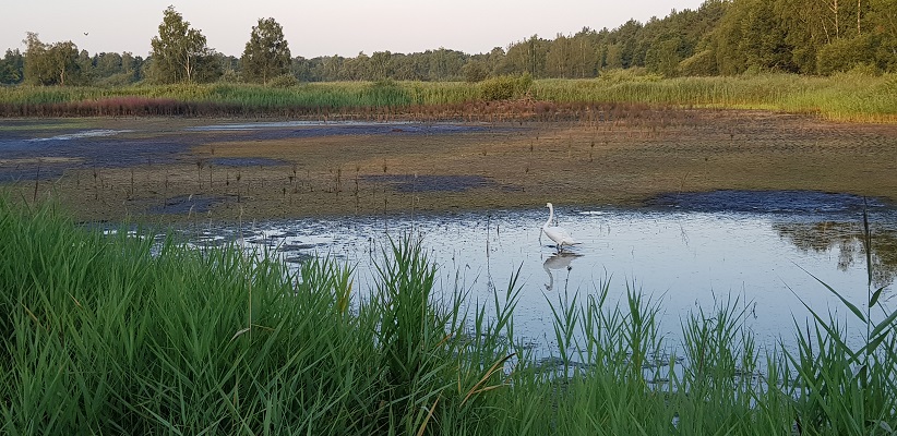 Wandeling over het Airbornepad van de Kempervennen naar Lommel in België bij de visvijvers bij de Beekloop