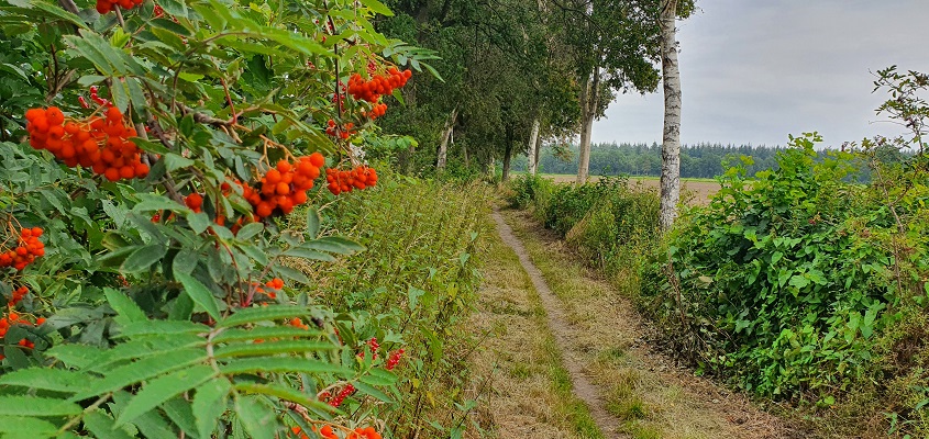 ommetje-boerdonk-5 Wandeling in een rondje Boerdonk