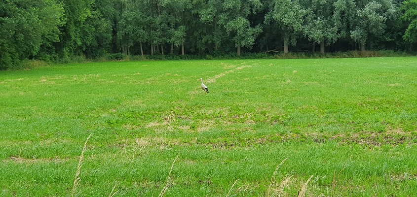 trage-tocht-leusveld-19 Trage Tocht Leusveld bij een ooievaar
