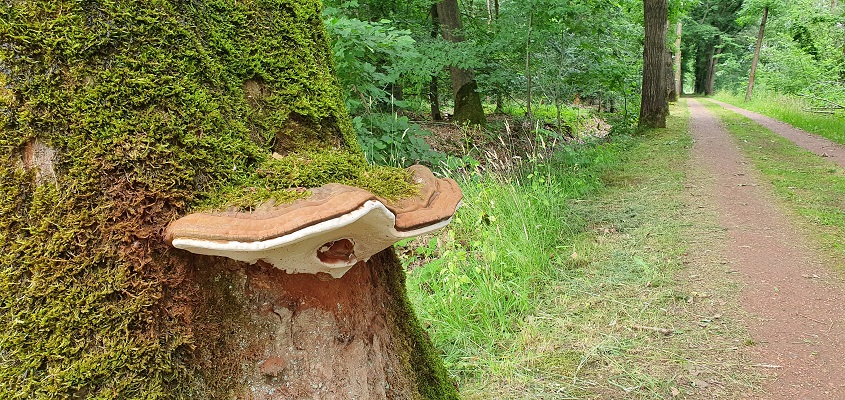 trage-tocht-leusveld-24 Trage Tocht Leusveld bij landgoed Groot Engelenburg