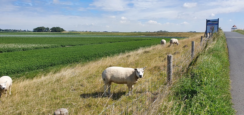 westfriese-omringdijk-schoorldam-schagen-3 Wandeling over de Westfriese Omringdijk van Schoorldam naar Schagen