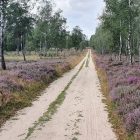 Wandeling over Roots Natuurpad van Landgoed Tongeren naar Apeldoorn in Kroondomein Het Loo