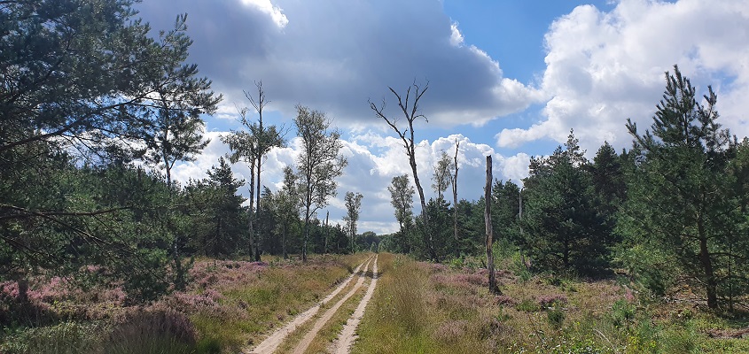 Wandeling over Roots Natuurpad van Landgoed Tongeren naar Apeldoorn in Kroondomein Het Loo