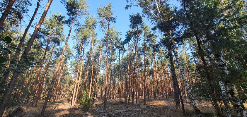 IVN-wandeling over de Nieuwe Heide bij Best