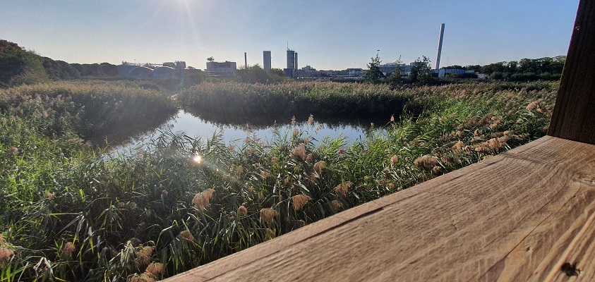 IVN-wandeling over de Nieuwe Heide bij Best