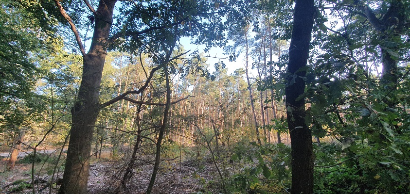 ivn-wandeling-vennenwandeling-nieuwe-heide-best-6 IVN-wandeling over de Nieuwe Heide bij Best