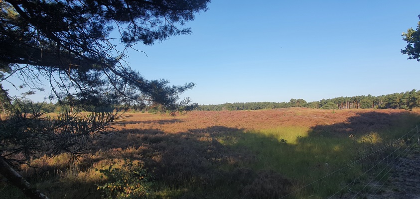 IVN-wandeling over de Nieuwe Heide bij Best
