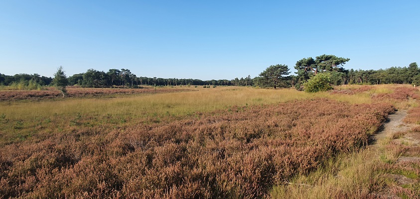 ivn-wandeling-vennenwandeling-nieuwe-heide-best-9 IVN-wandeling over de Nieuwe Heide bij Best