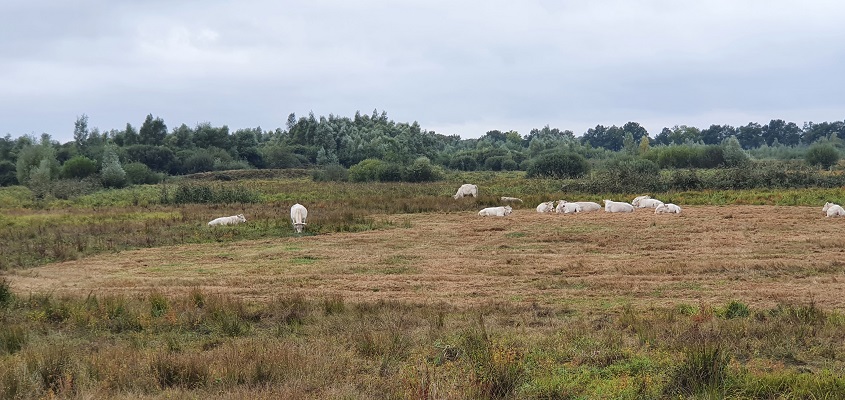 Wandeling over Trage Tocht Spoordonk bij Charolais runderen