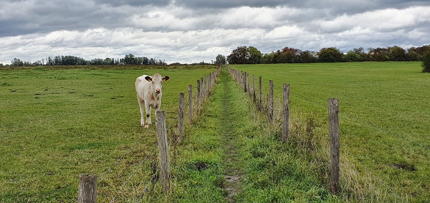 Wandeling over Klompenpad Ambts- en Rijkspad in Winssen in de uiterwaarden