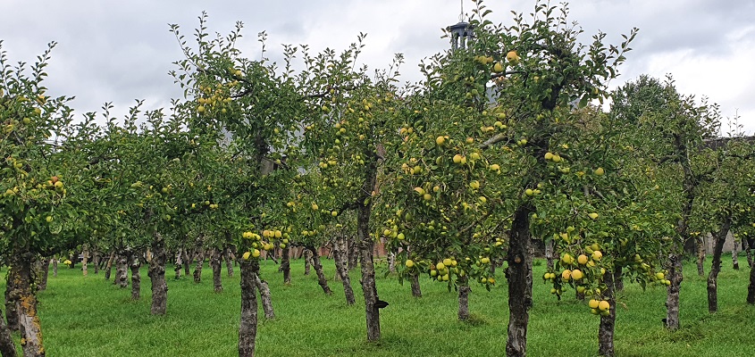 Wandeling over Klompenpad Ambts- en Rijkspad in Winssen in fruitgaard