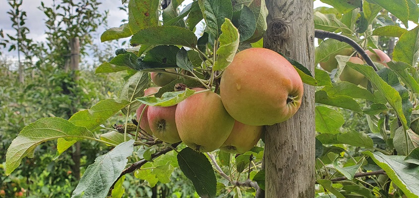Wandeling over Klompenpad Ambts- en Rijkspad bij appelboomgaard