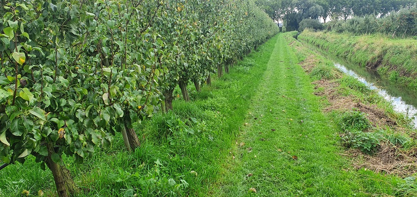 Wandeling over Klompenpad Ambts- en Rijkspad bij appelboomgaard