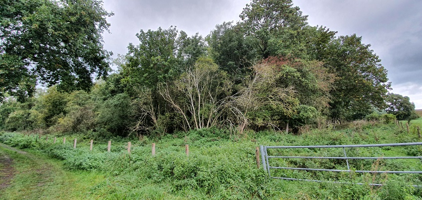 Wandeling over Klompenpad Ambts- en Rijkspad in Winssen bij de Biezenwaard
