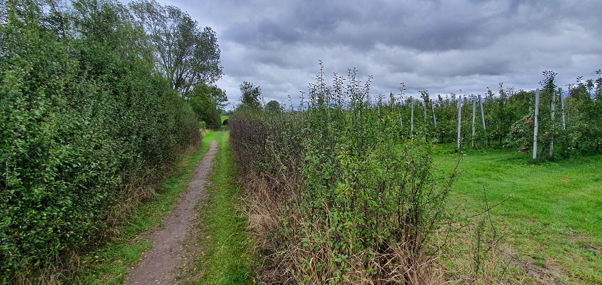Wandeling over Klompenpad Ambts- en Rijkspad in Winssen in de uiterwaarden
