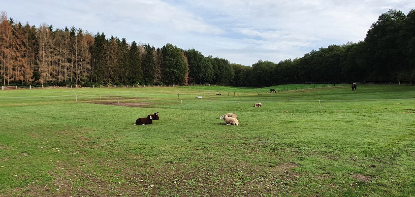 Wandeling over Trage Tocht Plasmolen-Mook