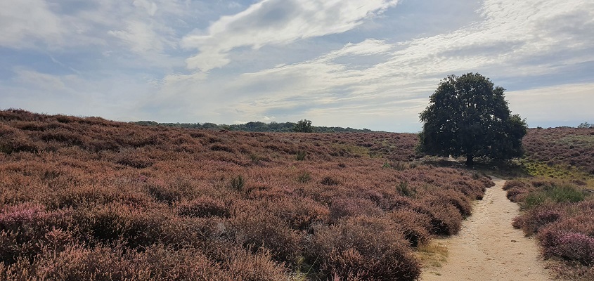 Wandeling over Trage Tocht Plasmolen-Mook op de Mookerhei