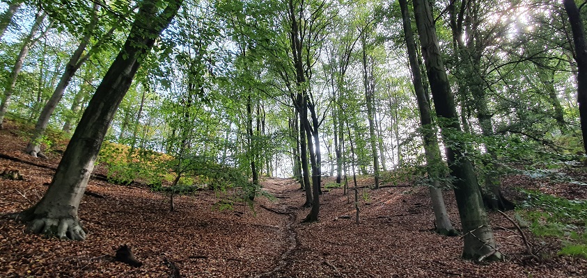 Wandeling over Trage Tocht Plasmolen-Mook