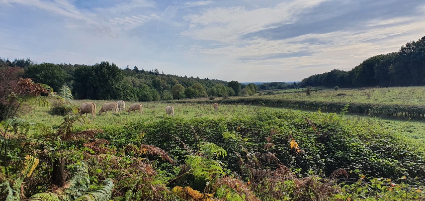 Wandeling over Trage Tocht Plasmolen-Mook bij het Zevendal