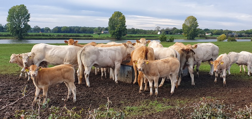 Wandeling over Trage Tocht Plasmolen-Mook bij koeien langs de Maas