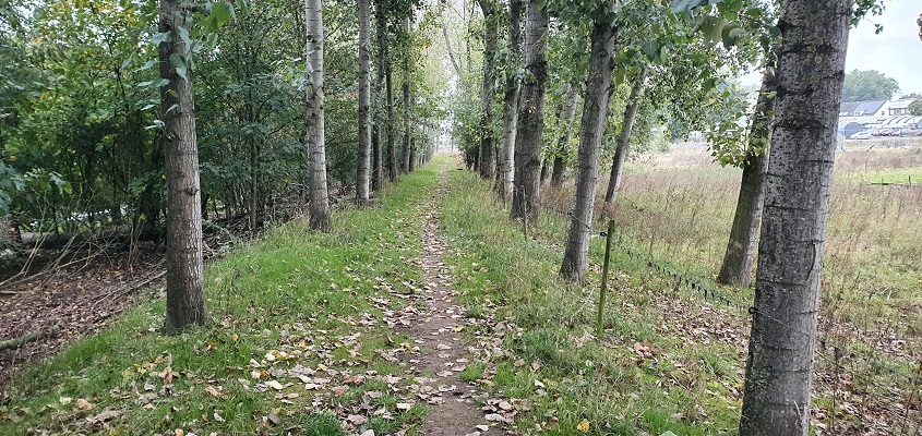 wandelen-in-de-omgeving-van-den-bosch-havereij-en-engelermeer-5 Wandeling in de omgeving van Den Bosch, Haverleij en Engelermeer, op dijkje langs Ertveldplas