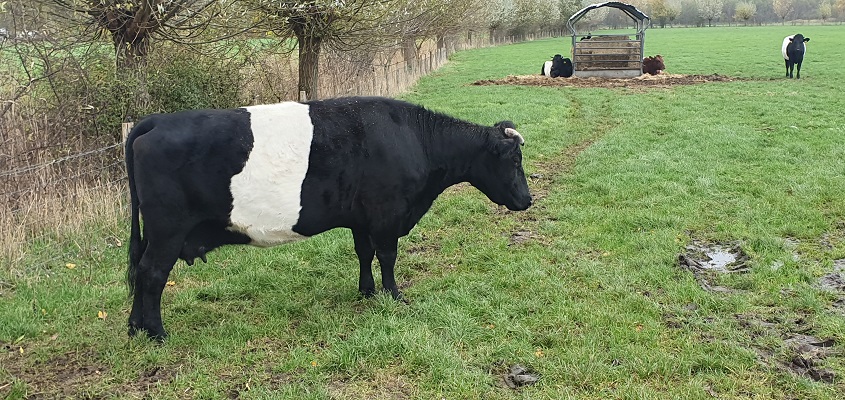 ommetje-smaldonk-23 Wandeling over ommetje Smaldonk bij Schijndel