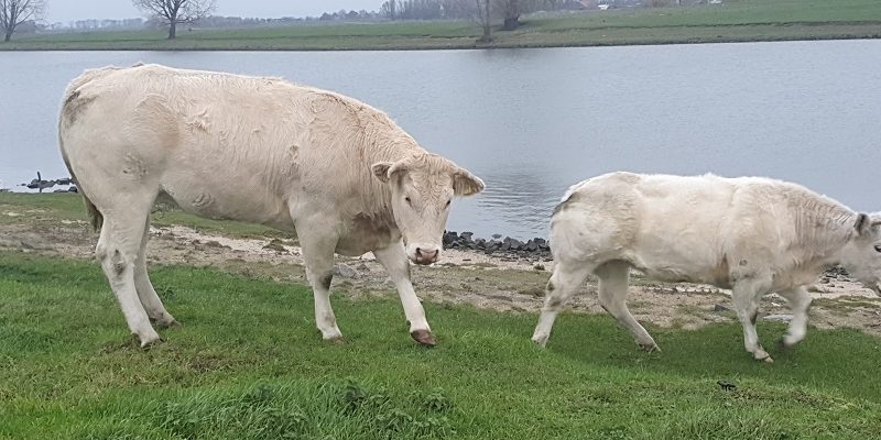 Thijssewandeling Lith-Maren-Kessel langs de Maas