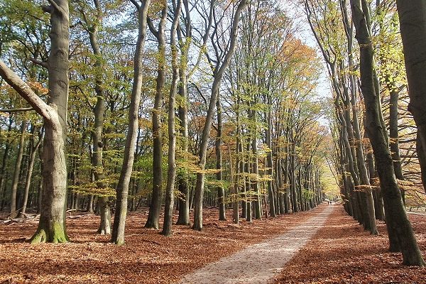 Wandeling over Trage Tocht Planken Wambuis