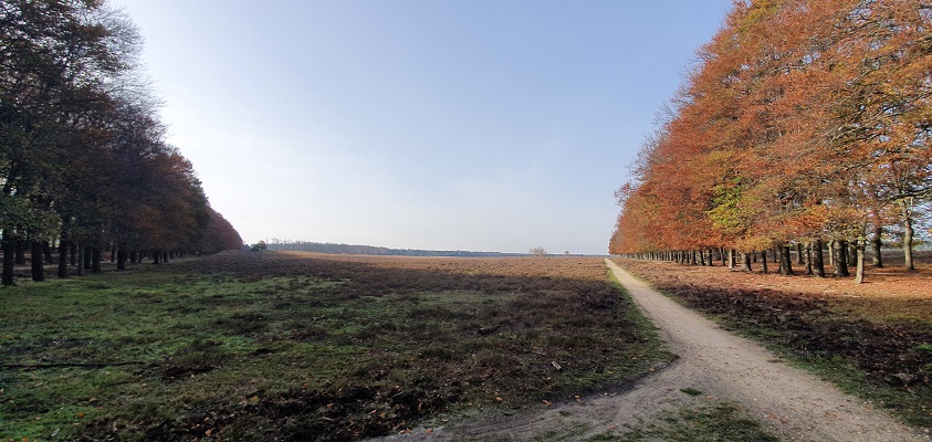 Wandeling over Trage Tocht Planken Wambuis bij de Oud-Reemsterhei