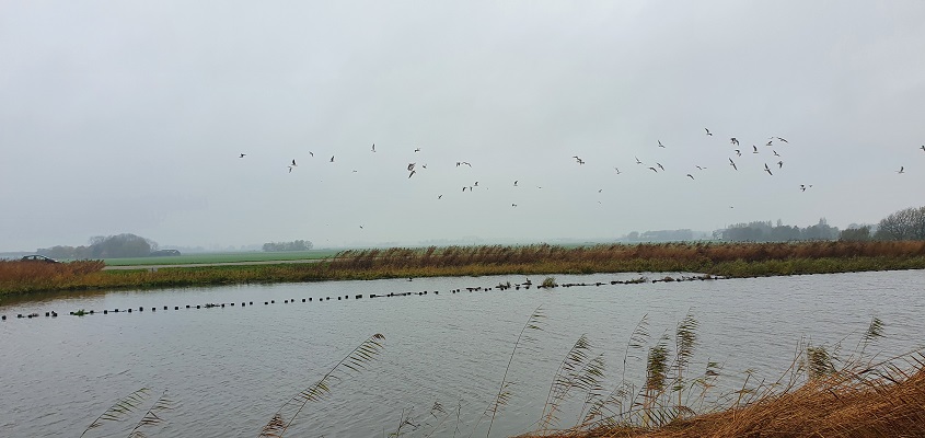 westfriese-omringdijk-ursem-alkmaar-2 Wandeling over Westfriese Omringdijk van Ursem naar Alkmaar