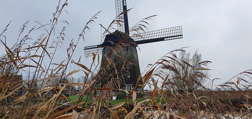 Wandeling over Westfriese Omringdijk van Ursem naar Alkmaar bij de strijkmolens bij Rustenburg