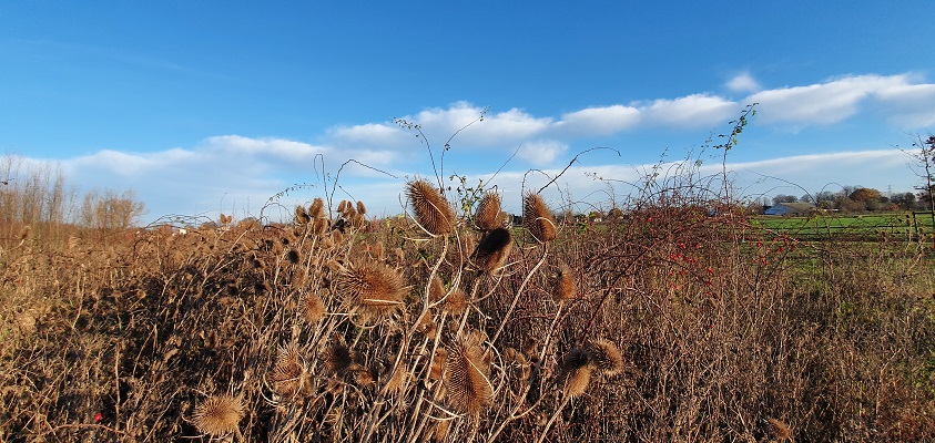 klompenpad-zeegsepad-7 Wandeling over klompenpad Zeegsepad bij ontwikkelingsbos