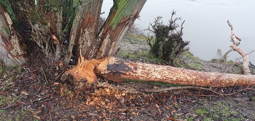 trage-tocht-stevensweert-21 Wandeling over Trage Tocht Stevensweert bij beversporen