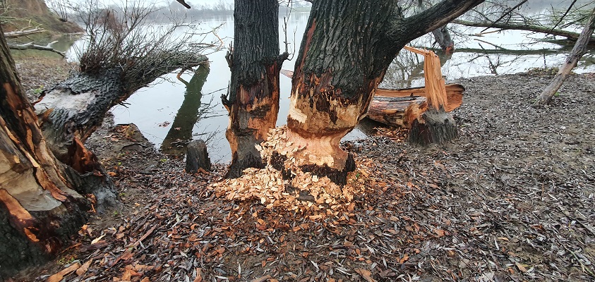 trage-tocht-stevensweert-25 Wandeling over Trage Tocht Stevensweert bij beversporen