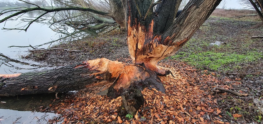 trage-tocht-stevensweert-26 Wandeling over Trage Tocht Stevensweert bij beversporen